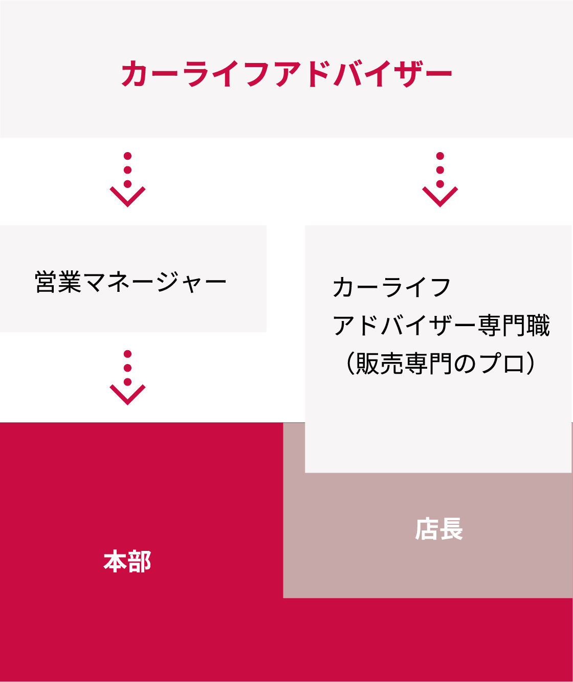 カーライフアドバイザー→カーライフアドバイザー専門職(販売専門のプロ)→本部・店長